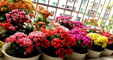 蚊子最怕三种花。什么花好看又好养？