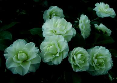 庭院耐冬茶花种植方法、茶花树庭院养殖方法