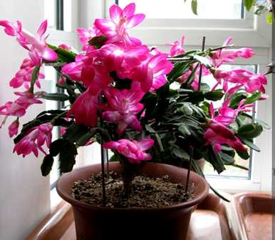 蚊子最怕三种花。什么花好看又好养？