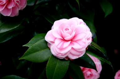 庭院耐冬茶花种植方法、茶花树庭院养殖方法