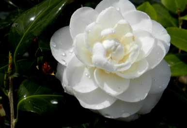 庭院耐冬茶花种植方法、茶花树庭院养殖方法