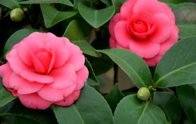 庭院耐冬茶花种植方法、茶花树庭院养殖方法