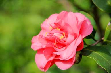 庭院耐冬茶花种植方法、茶花树庭院养殖方法