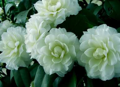 庭院耐冬茶花种植方法、茶花树庭院养殖方法