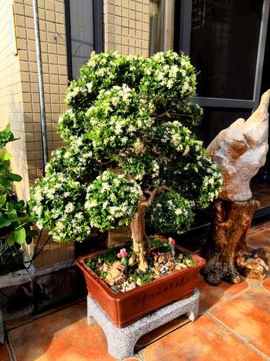 盆景的种类和制作方法是什么？盆景植物有哪些种类？
