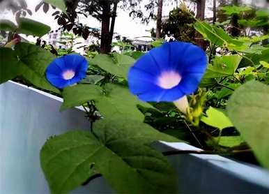 牵牛花语是什么意思，牵牛花语是什么意思？