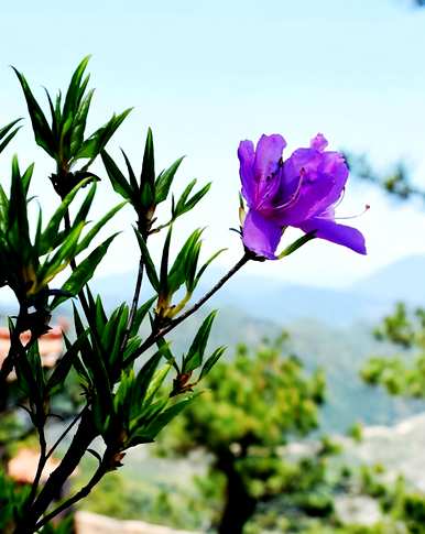 江西杜鹃花有哪些种类，杜鹃花有哪些种类？