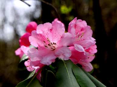 江西杜鹃花有哪些种类，杜鹃花有哪些种类？