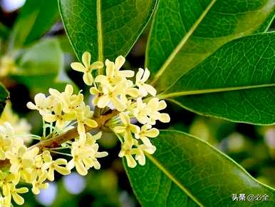 小叶桂花树有哪些？小叶松嫁接桂花树