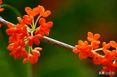 小叶桂花树有哪些？小叶松嫁接桂花树