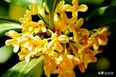 小叶桂花树有哪些？小叶松嫁接桂花树