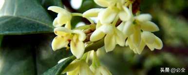 小叶桂花树有哪些？小叶松嫁接桂花树