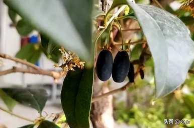 小叶桂花树有哪些？小叶松嫁接桂花树