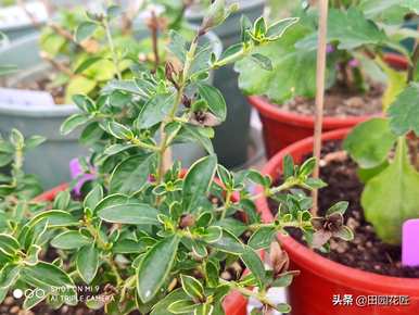 金边六月雪叶变白的原因是什么？如何处理金边六月雪叶变黑？