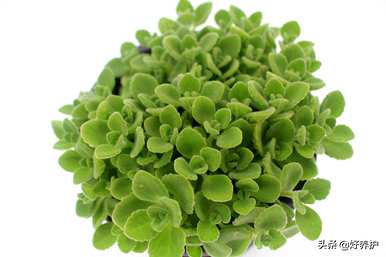 植物碰碰香有哪些变化，植物碰碰香有哪些好坏？