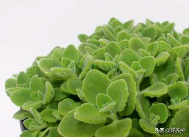 植物碰碰香有哪些变化，植物碰碰香有哪些好坏？