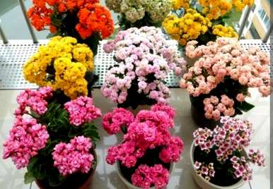 哪些花容易养活，哪些花可以在家养活？