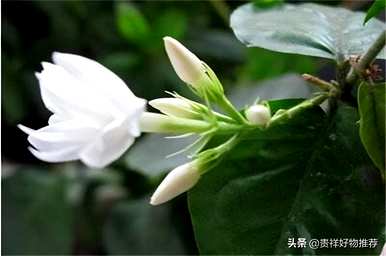 夏天盛开的花有哪些，夏天盛开的花有哪些花语？