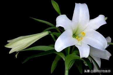 夏天盛开的花有哪些，夏天盛开的花有哪些花语？