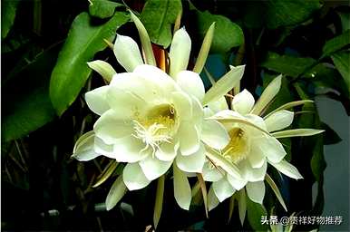 夏天盛开的花有哪些，夏天盛开的花有哪些花语？