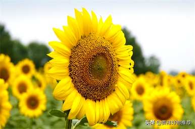 夏天盛开的花有哪些，夏天盛开的花有哪些花语？