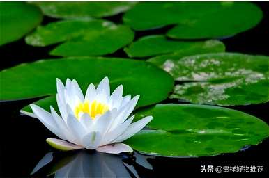 夏天盛开的花有哪些，夏天盛开的花有哪些花语？