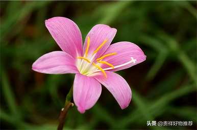 夏天盛开的花有哪些，夏天盛开的花有哪些花语？