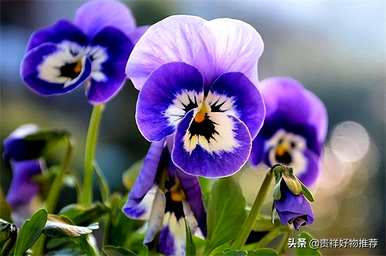 夏天盛开的花有哪些，夏天盛开的花有哪些花语？