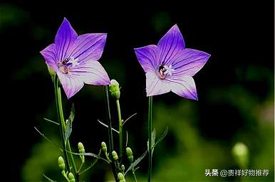 夏天盛开的花有哪些，夏天盛开的花有哪些花语？