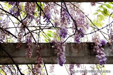 紫藤萝卜花期视频，紫藤萝卜花期多久？
