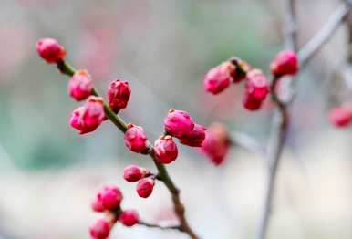 冬天盛开的花是什么，冬天盛开的花是什么？