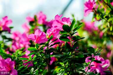 冬天盛开的花是什么，冬天盛开的花是什么？