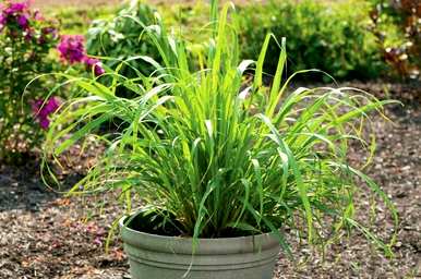 驱蚊最好的爬藤植物是什么？驱蚊最有效、最容易饲养