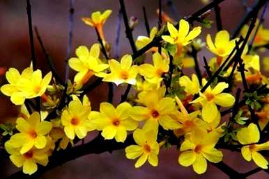 春花有哪些种类，春花有哪些种类？