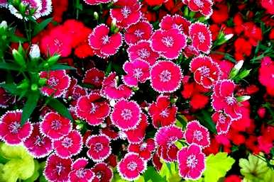 春花有哪些种类，春花有哪些种类？