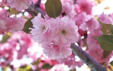 春花有哪些种类，春花有哪些种类？