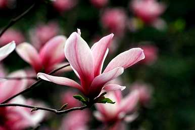 春花有哪些种类，春花有哪些种类？