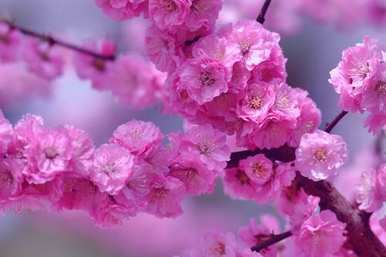 春花有哪些种类，春花有哪些种类？