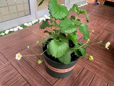 如何施肥椰砖草莓，如何施肥阳台草莓