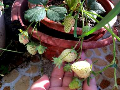 如何施肥椰砖草莓，如何施肥阳台草莓