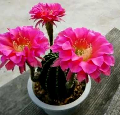什么品种的玫瑰花期长，抗病性好，花期长，好看又好养？