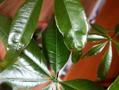 发财树详细介绍资料，发财树简介