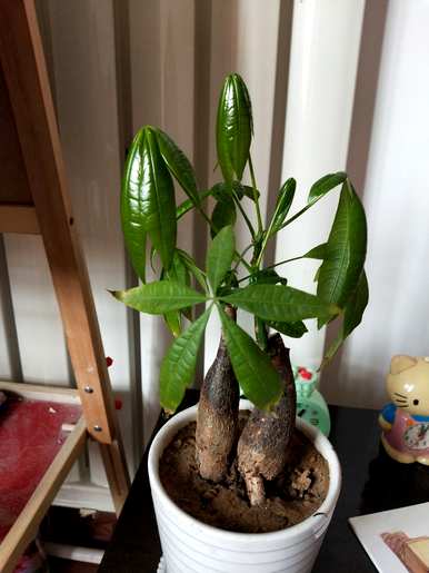 发财树详细介绍资料，发财树简介