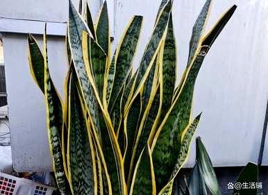 虎皮兰的养殖方法最简单，宝镜锦虎皮兰的养殖方法