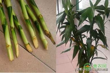 富贵竹黄杆是怎么回事？富贵竹黄的原因是什么？