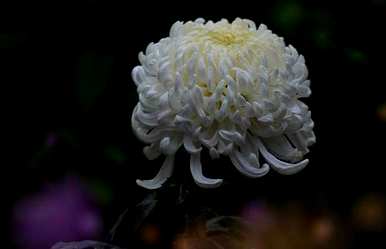 菊花在秋天开放的原因是什么季节开放？