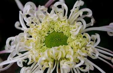 菊花在秋天开放的原因是什么季节开放？