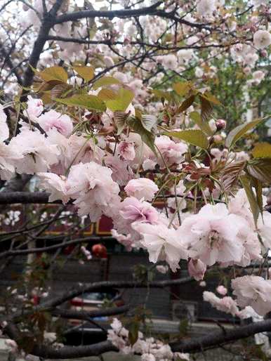 樱花最好的品种是什么？阳光樱花品种图片