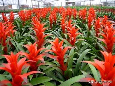 星花凤梨花期后怎么处理？星花凤梨开花后怎么修剪？