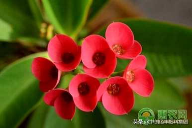 如何扦插梅花繁殖，时间和方法